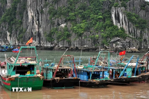 Tàu thuyền của ngư dân đã về neo đậu tránh bão số 3 tại thành phố Hạ Long. (Ảnh: Nguyễn Hoàng/TTXVN)