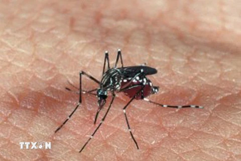 Muỗi Aedes aegypti. (Ảnh: Genetic Literacy Project/TTXVN)