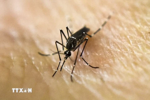 Muỗi Aedes Aegypti, vật trung gian lây truyền virus Zika. (Ảnh: AFP/TTXVN)
