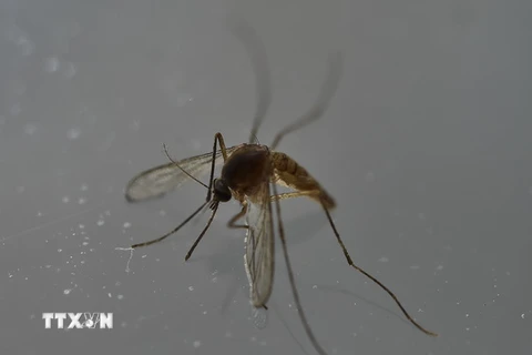 Muỗi - vật trung gian lây truyền virus Zika. (Ảnh: AFP/TTXVN)