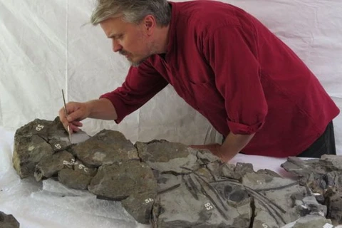 Các hóa thạch cuối cùng của quái thú Storr Lochs. (Nguồn: bbc)