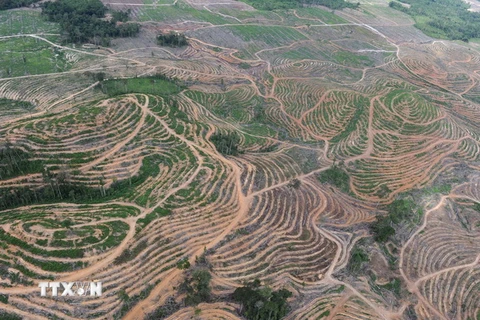 Cánh rừng bị phát quang ở khu vực Tây Kalimantan của Indonesia. (Ảnh: AFP/TTXVN)