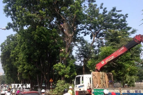 Đơn vị thi công thực hiện di dời cây xanh trên đường Kim Mã. (Nguồn: hanoi.gov)