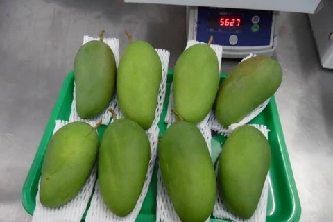 Những trái xoài đầu tiên của Việt Nam xuất sang Australia. (Nguồn: embassy.gov.au)
