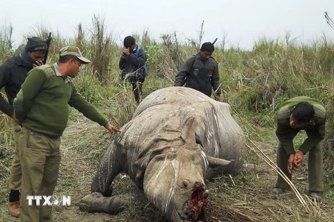 Kiểm lâm Ấn Độ kiểm tra xác một con tê giác bị bọn sắn trộm giết lấy sừng. (Ảnh: AFP/TTXVN)