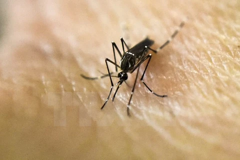 Muỗi Aedes Aegypti là vật trung gian truyền virus Zika. (Nguồn: AFP/TTXVN)