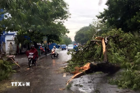Mưa to, gió lớn làm cây đổ gây ách tắc giao thông trên đường Nguyễn Huệ, thành phố Huế. (Ảnh: Quốc Việt/TTXVN)