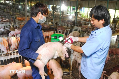 Một cơ sở chăn nuôi heo được công nhận an toàn dịch bệnh động vật. (Ảnh: Mạnh Linh/TTXVN)