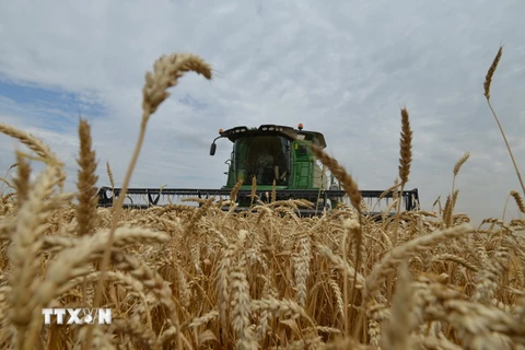 Thu hoạch lúa mỳ. (Ảnh: AFP/TTXVN)