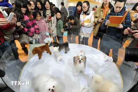 Khách tham quan ngắm những chú chó cưng được trưng bày tại một hội chợ ở thành phố Thượng Hải của Trung Quốc. (Ảnh: THX/TTXVN)