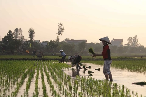 Nông dân xã Văn Lang, huyện Hưng Hà, tỉnh Thái Bình tranh thủ cấy sớm trên những diện tích ruộng trũng đã đủ nước. (Ảnh: Xuân Tiến/TTXVN)