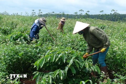 Công nhân chăm sóc vườn cao su trồng xen canh. (Ảnh: Hoài Nam/TTXVN)