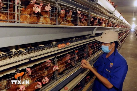 Kiểm tra chất lượng trứng gà tại trang trại chăn nuôi gia cầm của công ty. (Ảnh: An Hiếu/TTXVN)