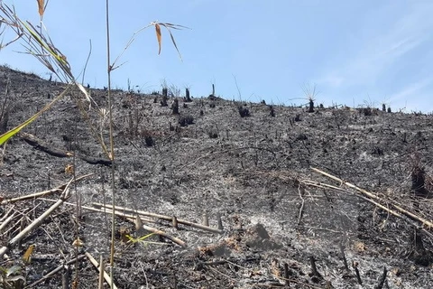 Đình chỉ 4 cán bộ kiểm lâm ngang nhiên hủy hoại rừng tại Đắk Nông