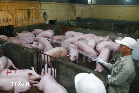 Một trại nuôi lợn tại phường Quán Trữ, quận Kiến An, Hải Phòng. (Ảnh: Lâm Khánh/TTXVN)