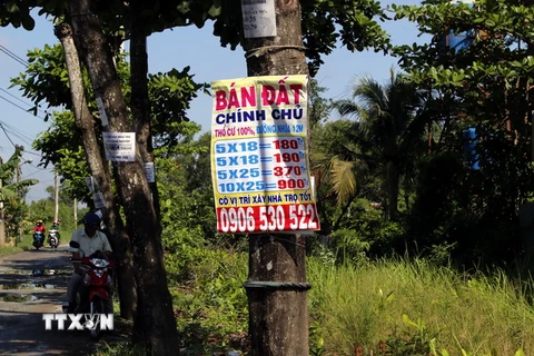 Biển quảng cáo và tờ rơi ghi số điện thoại mua bán đất dán đầy trên các cây xanh tại khu vực xã Vĩnh Lộc A, B, huyện Bình Chánh. (Ảnh: Hoàng Hải/TTXVN)