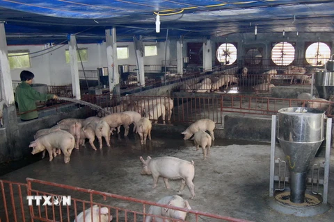 Một trang trại chăn nuôi lợn thịt tại gia đình. (Ảnh: Vũ Sinh/TTXVN)