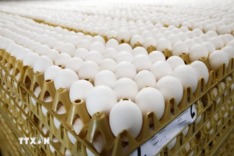 Trứng gà tại một trang trại ở Doornenburg, Hà Lan ngày 27/7 vừa qua. (Ảnh: AFP/TTXVN)