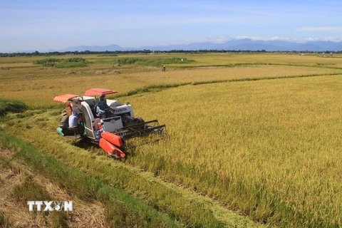 Nông dân xã Phong Bình, huyện Phong Điền thu hoạch lúa Hè Thu. (Ảnh: Hồ Cầu/TTXVN)