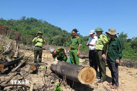 Lực lượng chức năng tỉnh Bình Định kiểm tra thực tế hiện trường vụ 43,7ha rừng tự nhiên ở huyện An Lão bị xóa sổ. (Ảnh: Nguyên Linh/TTXVN)