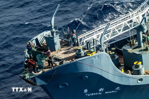 Tàu Yushin Maru của Nhật Bản săn cá voi ở Nam Đại Dương. (Nguồn: EPA/TTXVN)