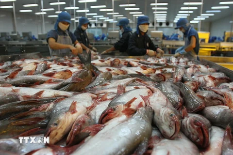 Chế biến cá tra xuất khẩu tại Công ty thủy sản Bình An, thành phố Cần Thơ. (Ảnh: Huy Hùng/TTXVN)