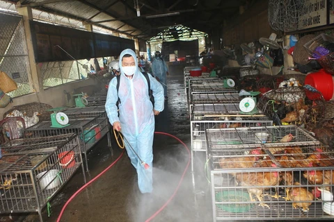 Lực lượng thú y phun thuốc tiêu độc khử trùng tại khu vực chợ. (Ảnh: Hồ Cầu/TTXVN)