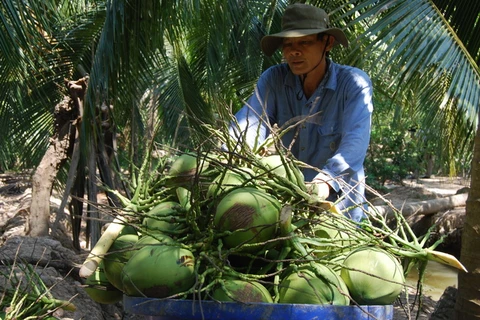 Thu mua dừa xiêm xanh tại vườn ở tỉnh Bến Tre. (Ảnh: Huỳnh Phúc Hậu/TTXVN)