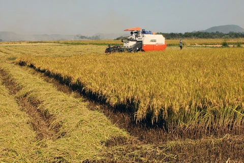 Thu hoạch lúa bằng máy gặt đập liên hợp. (Ảnh: Ly Kha/TTXVN)