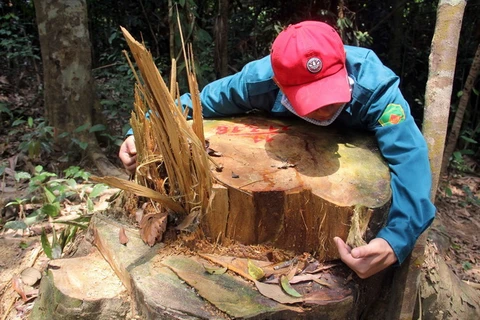 Nhiều cây gỗ có đường kinh lớn, thuộc nhóm quý hiếm tại khu vực rừng phòng hộ Sông Kôn, huyện Đông Giang, tỉnh Quảng Nam bị chặt hạ. (Ảnh: Đỗ Trưởng/TTXVN)