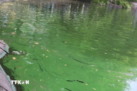 Công ty thoát nước Hà Nội đang tích cực khắc phục, hiện tượng tảo kể trên. (Ảnh: Mạnh Khánh/TTXVN)