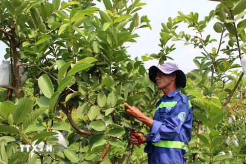 Nhân công tỉa cành, cắt lá và bao quả tại vườn ổi hơn 1.000 gốc ổi giống Đồng Nai của tỉnh Tiền Giang. (Ảnh: Xuân Dự/TTXVN)