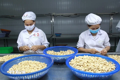 Chế biến điều xuất khẩu tại Công ty TNHH Sản xuất Thương mại Phúc An, tỉnh Bình Phước. (Ảnh: Thanh Vũ/TTXVN)