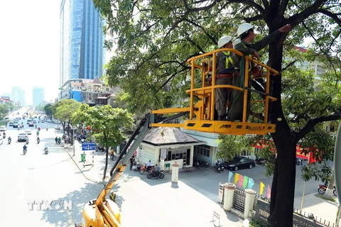Công nhân Công ty Công viên cây xanh Hà Nội cắt tỉa cây trên đường Trần Duy Hưng, Hà Nội, chuẩn bị cho mùa mưa bão. (Ảnh: Huy Hùng/TTXVN)