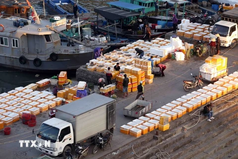 Hải sản đánh bắt được tập kết tại bến cảng Cái Rồng, huyện Vân Đồn, tỉnh Quảng Ninh, để mang đi tiêu thụ. (Ảnh: Quang Quyết/TTXVN)