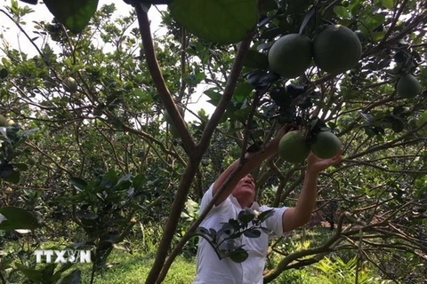 Bưởi da xanh, một trong những loại trái cây đặc sản nổi tiếng của xứ dừa Bến Tre. (Ảnh: Công Trí/TTXVN)