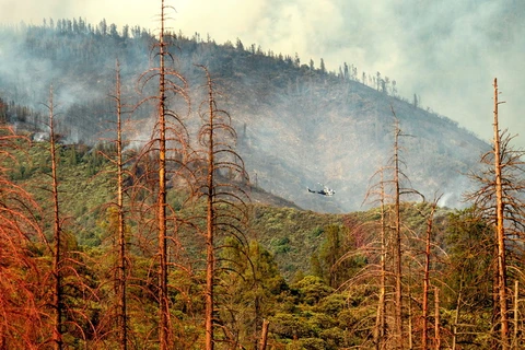 Cháy rừng tàn phá rừng quốc gia Stanislaus ở California của Mỹ ngày 22/7 vừa qua. (Ảnh: AFP/TTXVN)