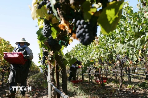 Nông dân thu hoạch nho tại California của Mỹ. (Ảnh: AFP/TTXVN)