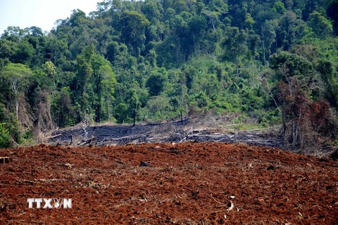 Gần 15ha rừng tại Đắk Nông thuộc lâm phần do Công ty TNHH MTV Lâm nghiệp Quảng Sơn quản lý đã bị phá trắng, đốt trụi. (Ảnh: Hưng Thịnh/TTXVN)