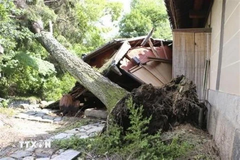 Cây cối bị quật đổ sau khi bão Jebi đổ bộ vào thành phố Kyoto, Nhật Bản ngày 5/9. (Ảnh: Kyodo/TTXVN)