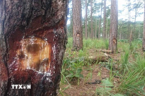 Khu vực rừng thông bị “bức tử” thuộc tiểu khu 442. (Ảnh: Nguyễn Dũng/TTXVN)