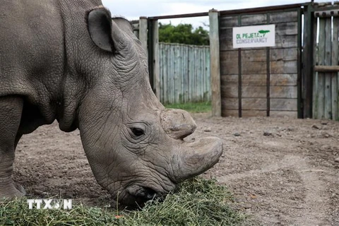 Chú tê giác trắng Sudan tại khu bảo tồn Ol Pejeta ở Kenya ngày 28/4/2016. (Nguồn: THX/TTXVN)