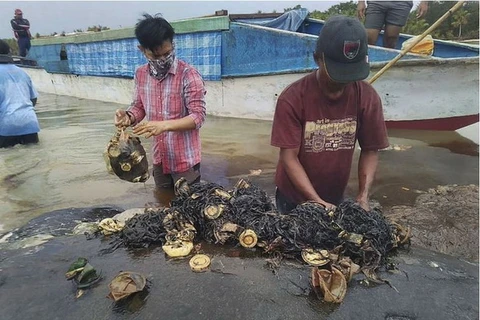 Các nhà nghiên cứu loại bỏ chất thải nhựa khỏi dạ dày của một chú cá voi trên bãi biển tại Công viên Quốc gia Wakatobi ở Đông Nam Sulawesi của Indonesia. (Nguồn: AP)