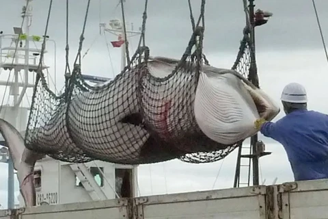 Một con cá voi được dỡ xuống tại cảng Kushiro của Nhật Bản. (Nguồn: AP/smh)