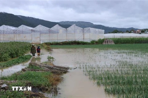 Một vườn hành tây của người dân xã Lạc Xuân, huyện Đơn Dương bị ngập trong nước lũ. (Ảnh: Nguyễn Dũng/TTXVN)