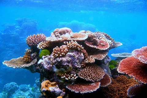 Quần thể san hô Great Barrier đang bị đe dọa từ việc tẩy trắng san hô và thiệt hại từ sao biển có gai. (Nguồn: thepurplepassport)
