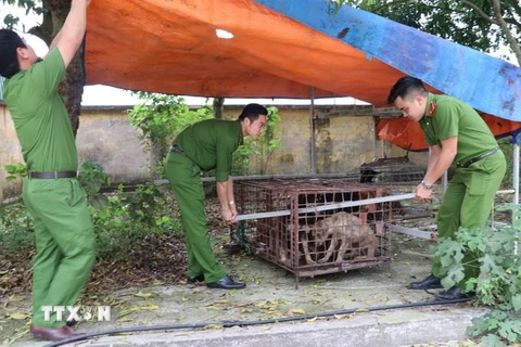 Đàn chó được chuyển tới Công an huyện Kim Động. (Ảnh: Đinh Tuấn/TTXVN)