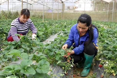 Nông dân xã Tả Chải (Bắc Hà, Lào Cai) chăm sóc vườn dâu tây Hàn Quốc trong nhà kính. (Ảnh: Quốc Khánh/TTXVN)