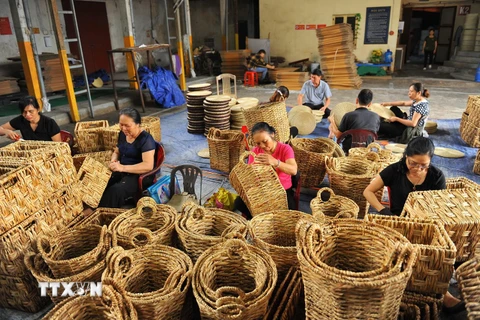 Những hình ảnh độc đáo về nghề đan bèo tây tại Ninh Bình