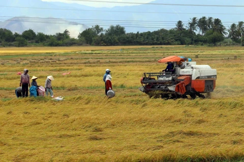 Nông dân thu hoạch lúa Hè Thu. (Ảnh: Công Thử/TTXVN)